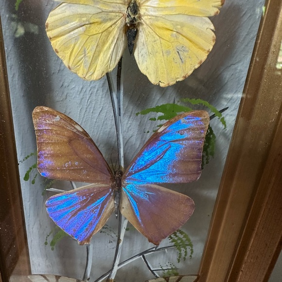 Framed Butterfly Shadowbox - Yellow, Blue, Brown Accents - Picture 8 of 9